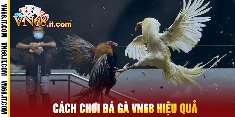 Đá Gà Vn68